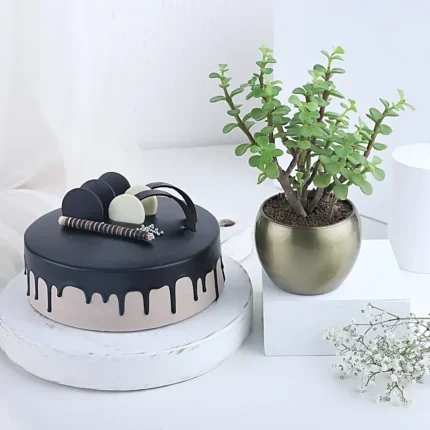 Green Delight & Cake Treat